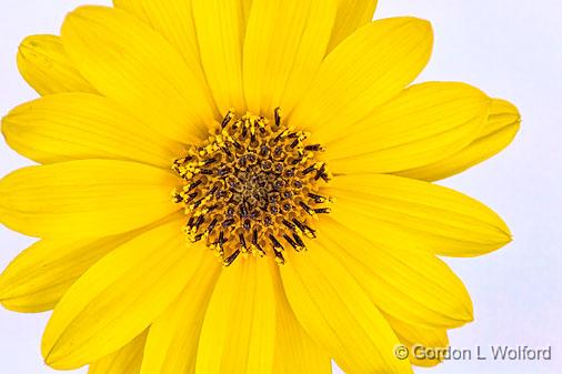 Yellow Flower_25840hikey.jpg - Photographed at Smiths Falls, Ontario, Canada.